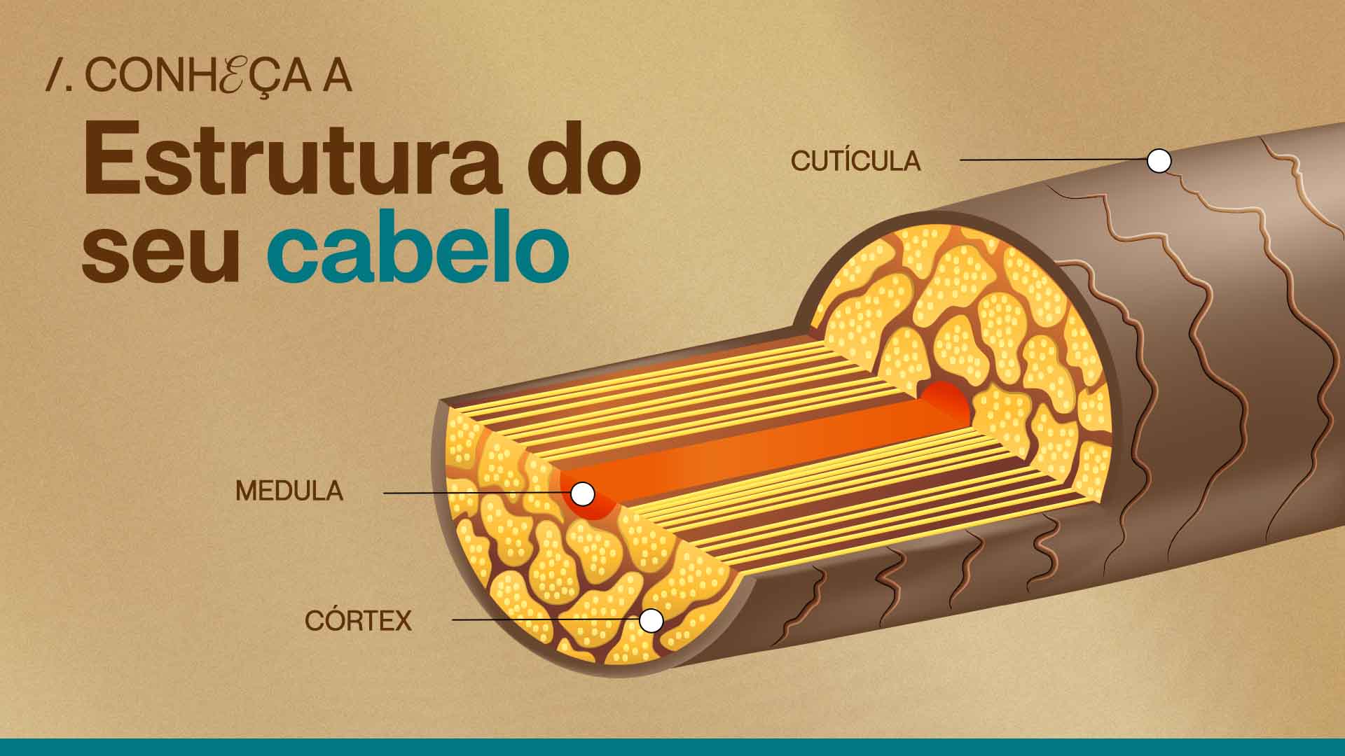 desenho com a representação da estrutura capilar exibindo cutícula, córtex e medula